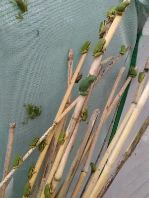 Europäischer Laubfrosch hyla arborea