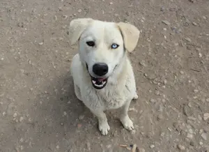 Rüde Flocke - Reserviert!