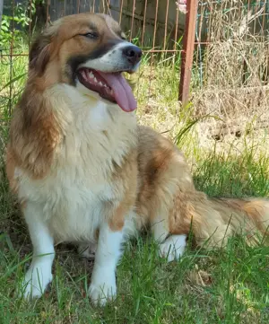 Clara sucht Ihre Menschen! Bild 2