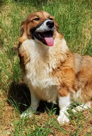 Clara sucht Ihre Menschen!