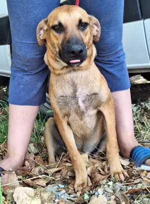 Rüde 219229 sucht sein eigenes Zuhause