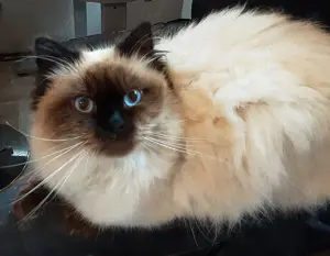 Neva Birma Deckkater seal point, Träger chocolate (blue lilac)