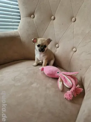 Reinrassige Chihuahua Welpe, Hündin, sehr seltene farbe lilac-blue-black, mit Zubehör 