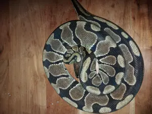 Königspython Männchen 