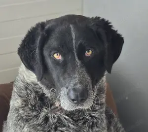 Gina eine tolle Hündin