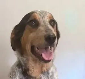  Shio mag lange Spaziergänge