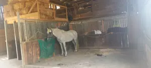 3 Offenstallplätze frei