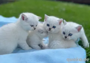 Reinrassige BKH Kitten