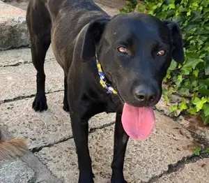 Gala + Trufa - hängen sehr aneinander.Wir möchten die liebenswerten Mädel zusammen lassen,vermitteln