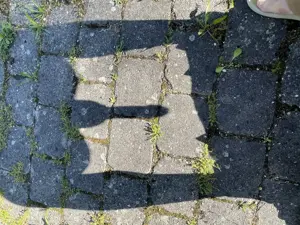 Zusehen und Taschengeld kassieren!
