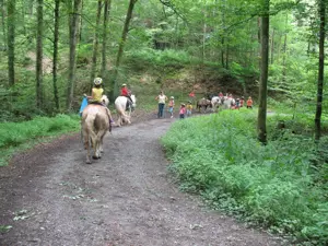 Selbstgeführtes Ponyreiten Bild 3