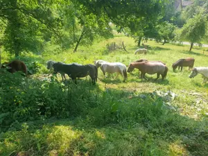 Selbstgeführtes Ponyreiten Bild 4