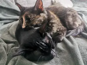 Zuhause gesucht für ein Herz und eine Seele: Palermo & Terni