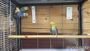 Opalin Pfirsichköpfchen und Diluten in sehr schöne Farben abzugeben