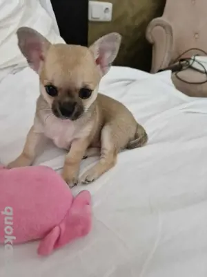 Reinrassige Chihuahua Welpe, Hündin, sehr seltene farbe: lilac-blue-black mit Zubehör 