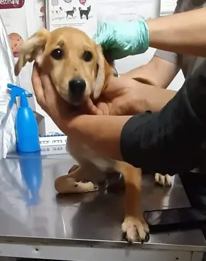 Romy - wer schenkt ihr ein liebevolles Zuhause? Bild 4