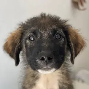 Moglito, geb. ca. 03 2025, lebt in GRIECHENLAND, im städt. Tierheim Serres 