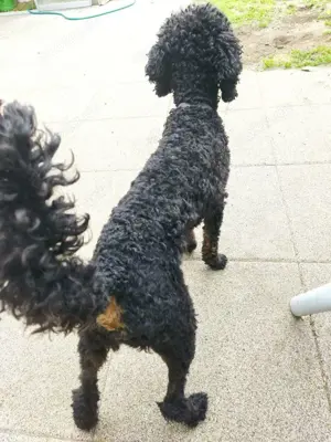 Deckrüde black and tan schwarzloh Pudel Zwergpudel apricot  Bild 6