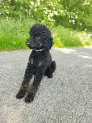Deckrüde black and tan schwarzloh Pudel Zwergpudel apricot  Bild 5