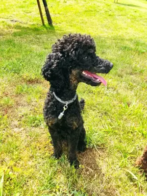 Deckrüde black and tan schwarzloh Pudel Zwergpudel apricot  Bild 7