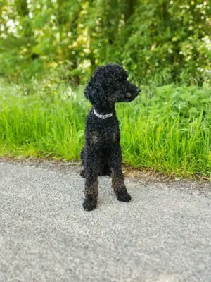 Deckrüde black and tan schwarzloh Pudel Zwergpudel apricot 