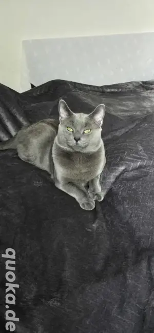 Wundervoller Kater "Rays" sucht liebevolles Zuhause mit Herz und Erfahrung 