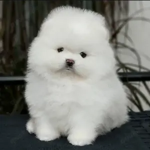 Zuckersüßen Pomeranian Zwergspitz Welpen!!