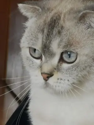 BKH Katze in gute Hände 