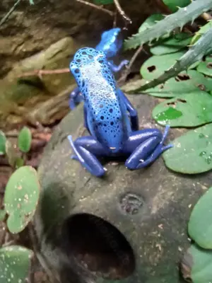 NZ Dendrobates Tinctorius Azureus 