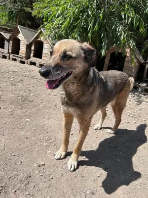 Rüde 318531 stellt sich vor