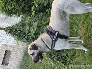 Kangal Weibchen sucht DRINGEND ein Neues zuhause