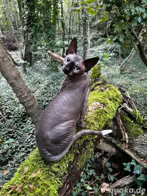 Canadian Sphynx Deckkater 