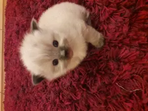 Ragdoll Kitten, reinrassig, bildhübsch und zuckersüß