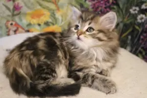 Sibirische Katzenbabys Bild 2