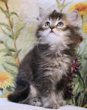 Sibirische Katzenbabys Bild 3