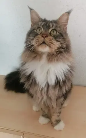 Maine Coon Deckkater mit Erbkrankheiten Check