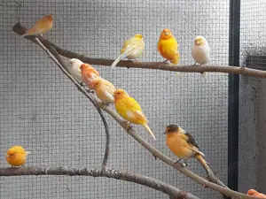 Kanarienvögel,  auch Fife Fancy, in Worms - Pfeddersheim zu verkaufen gelb, orange , rot, Rotmosaik,