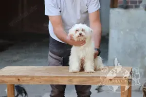 Giannah Nah Ni Ni sucht Zuhause mit Fullservice :-)  Bild 4