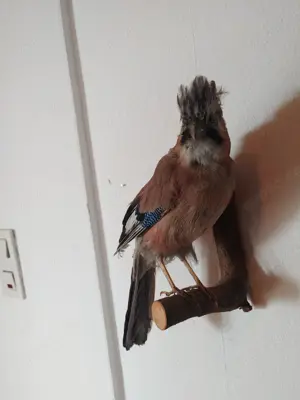 Präparierter Eichelhäher   Altbestand vor 1945, Sammlerstück, leg