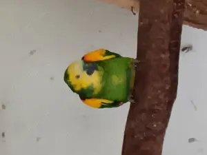 Gelbflügel Blaustirnamazonen Bahia mit gelbem Fleck auf Bauch  