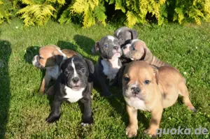 Wunderschöne old english bulldog Dame