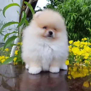 Pomeranian Zwergspitz Welpen!!