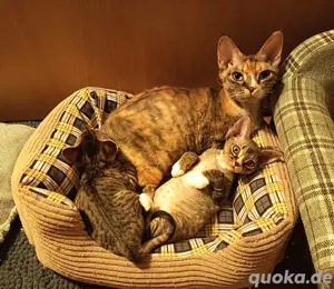  Devon Rex Glücks-Kätzin Adult aus der Zucht sucht Dich :)
