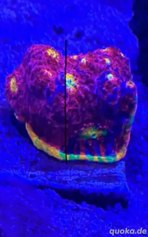 Chalice Flamming Bugatti  Bild 2