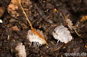 Reductoniscus tuberculatus, Alligator Assel