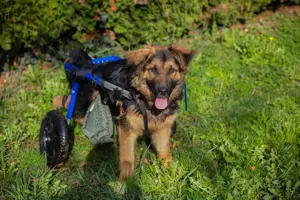 *DRACO* ist glücklich mit seinem Rolli, denn er kann sich unabhängig bewegen