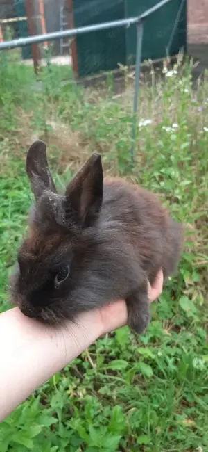Junge Hasen suchen noch ihre Familie 