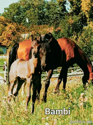 Schwarze Schönheit Hengst 2.Jahre alt  gypt Bild 8