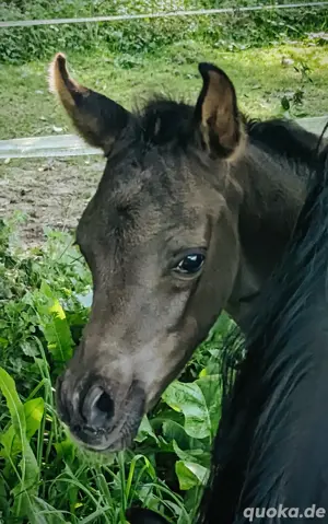 Schwarze Schönheit Hengst 2.Jahre alt  gypt Bild 9