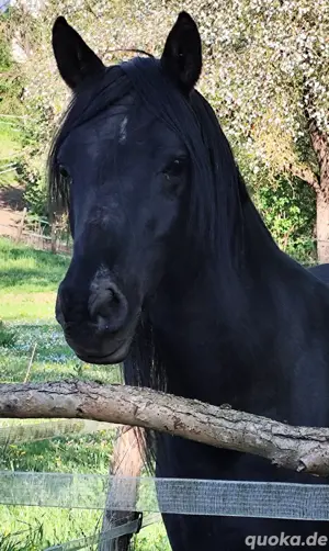 Schwarze Schönheit Hengst 2.Jahre alt  gypt Bild 10